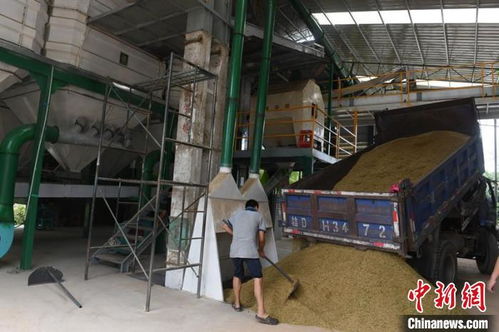 廣西啟動“百萬農(nóng)機促雙搶”活動，早稻機收面積突破822萬畝，農(nóng)機服務(wù)成效顯著